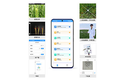 德州市小麦表型测量仪IN-XM05